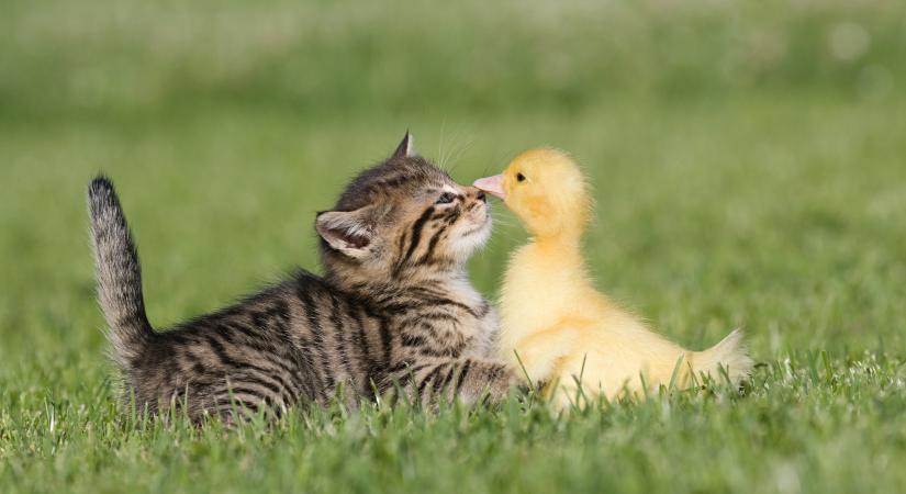 Ez a mamacica pelyhes kiskacsákat fogadott örökbe: bizarr módon gondozta őket (videó)