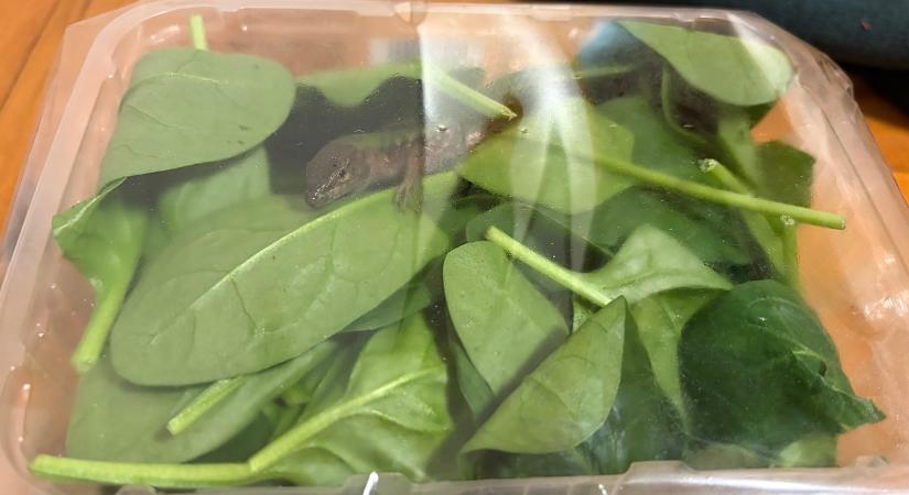 Óvatosan az importzöldséggel: olasz fali gyík lapult a szállítmányban