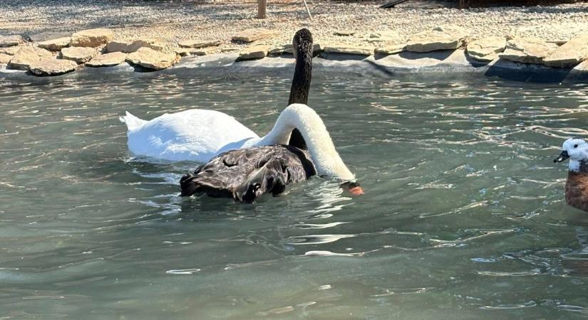 Megint emelkedett a Balaton, de nem itt van a nagy baj