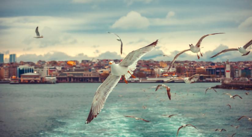 Gyűjtőoldalon Magyarország madarai!