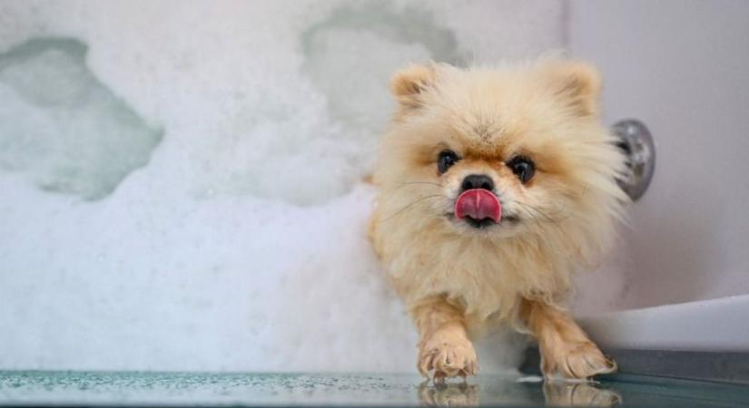 Este 8 után tilos az ugatás, avagy köntös az ebnek? – ennyiféleképpen faraghatunk rá kutyával a Balatonnál