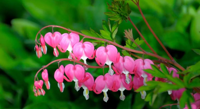 Szívvirág gondozása – Valentin-nap után is gyönyörűen virágzik, ha ezeket betartod