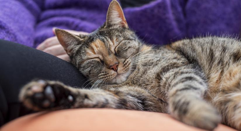 Ezért dorombol olyan gyakran a macskád