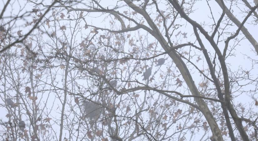 Megszűnhet a légibombázás a zalai városban – eltávolítják a madarak fészkeit