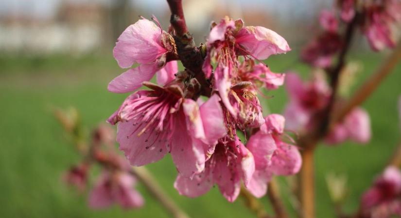 Ne tévesszen meg az enyhülés: a tavaszi fagyok most tarolhatják le a kerteket