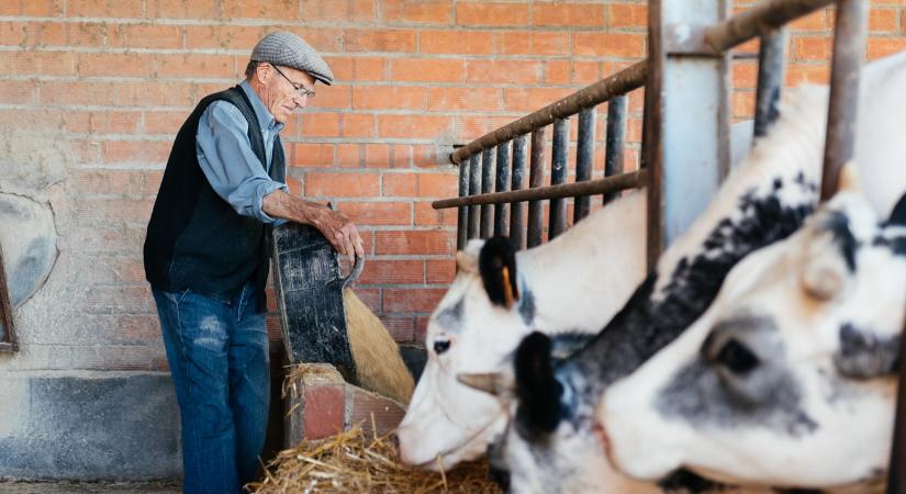 Jön az állattenyésztési adó: komoly terhet rakott Dánia a gazdákra