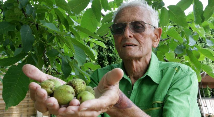 Ez az egyre több helyen megtalálható anyag segít távol tartani a dióburok fúrólegyet a kerttől
