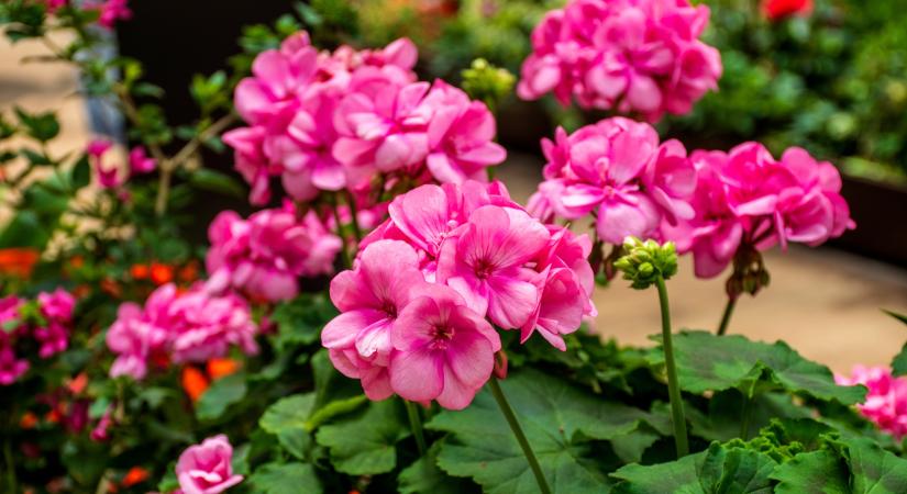 Ezt tedd meg a muskátlival februárban – hálásan fog virágozni tavasszal