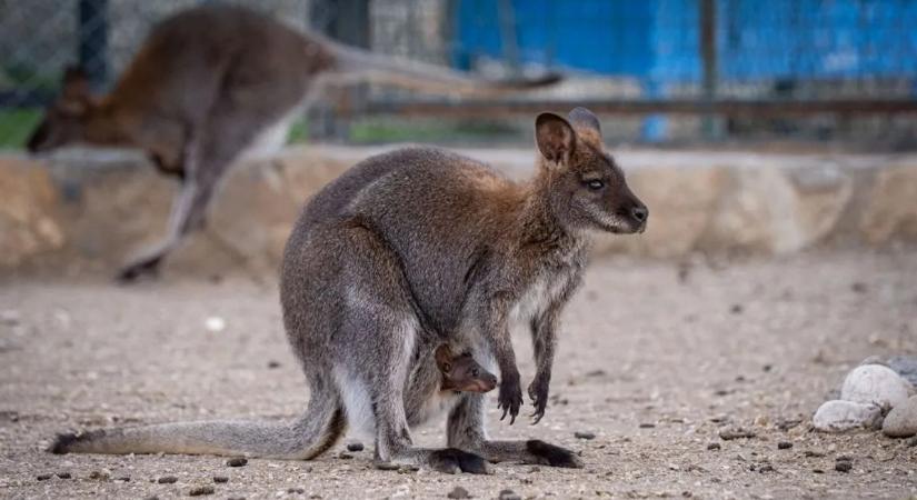 Van erszénye a hím kengurunak?