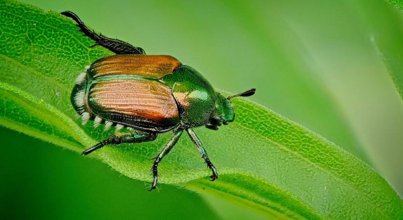 Már a határnál a veszélyes kártevő - Hatalmas károkat okoz, erre kell figyelni