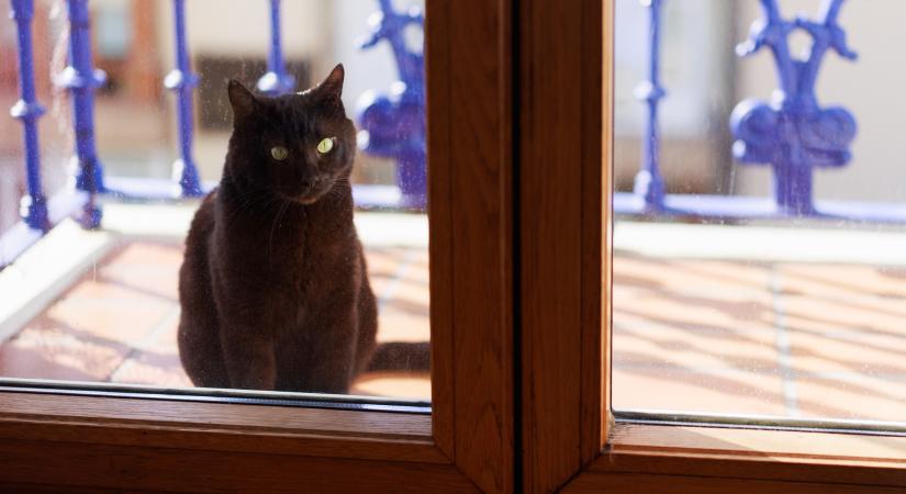 „Heh? Elmentetek valahová? Fel sem tűnt!" – Így viselik a cicák az egyedüllétet a gazdik szerint