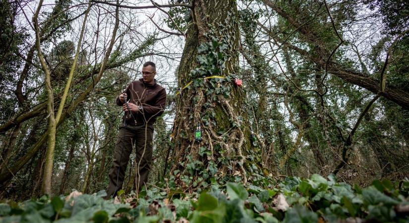 Megújulnak a tatai erdők: komplex program indul az Öreg-tó körül