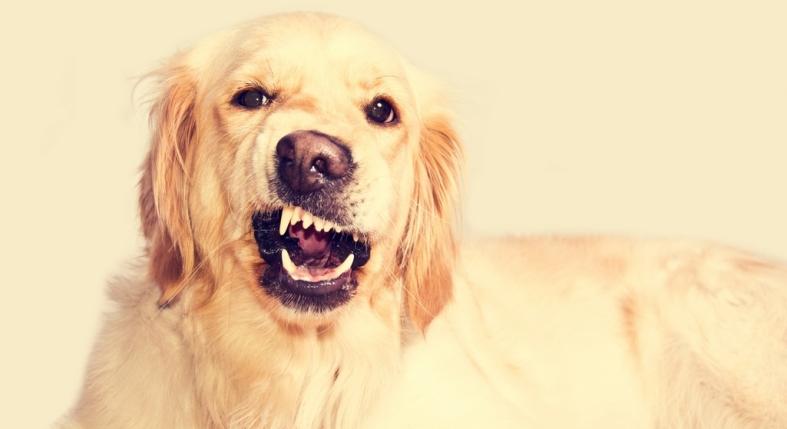 Miért büdös a kutya szája? A kutyaszájszag leggyakoribb okai