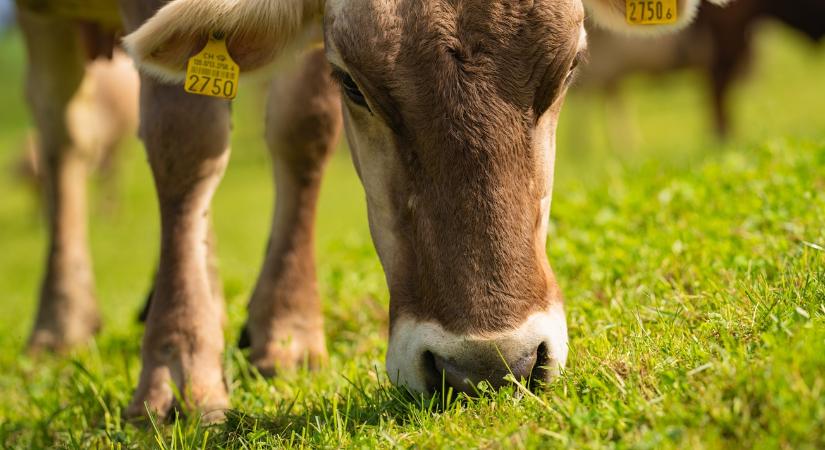 Kezdhetünk félni: a legelőterületek fele eltűnőben van