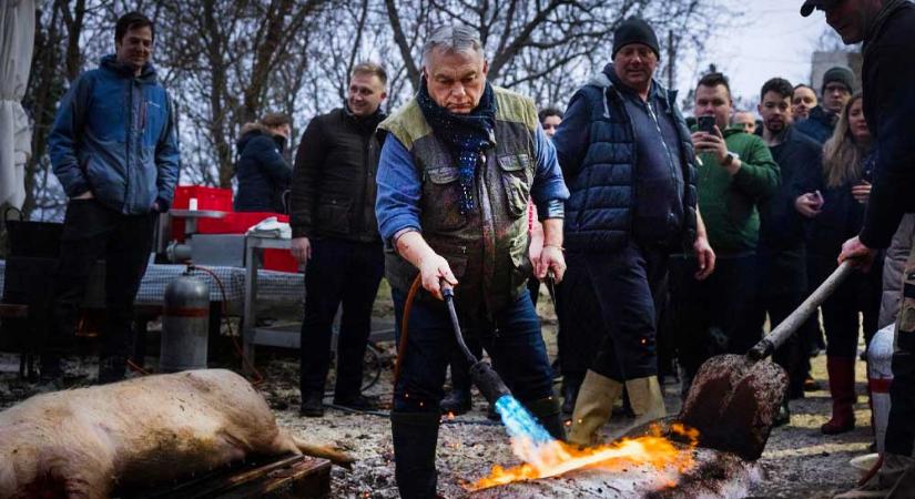 Orbán Viktor disznót vágott a pátyi Pincehegyen, dübörög a kampány a budai agglomerációban is