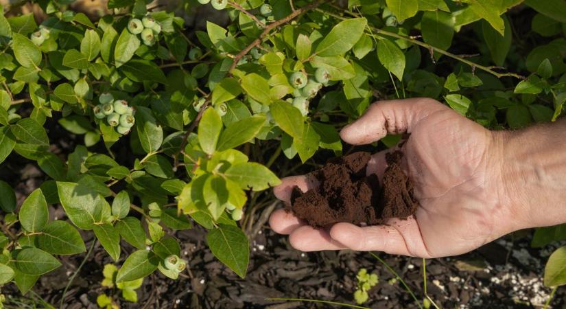 Elköveted ezt a hibát minden reggel? Pedig aranyat ér a kávézacc