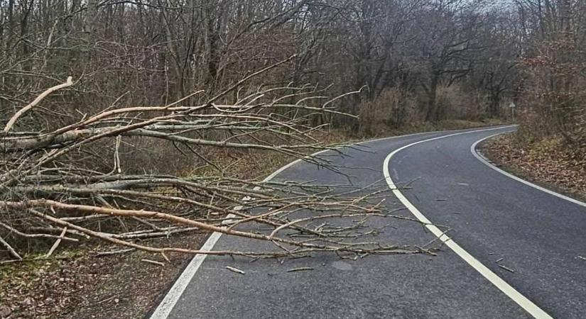 Fa dőlt az úttestre Zirc-Kardosrét közelében