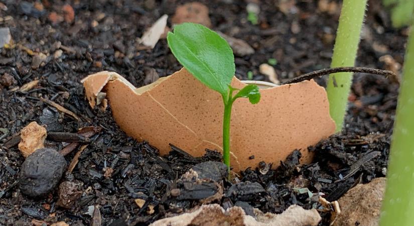 Csodaszer a kertben: ilyen egyszerű a meztelencsiga ellen védekezni