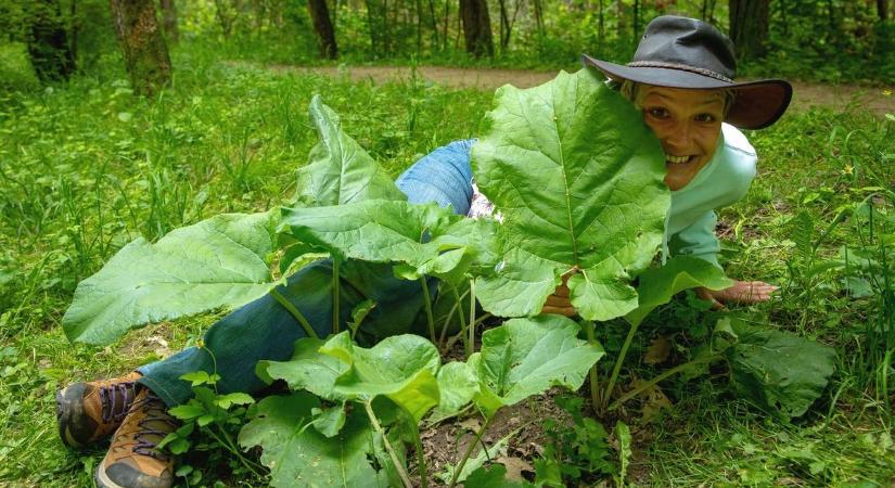 Félted a májadat? Itt van egy alig-alig ismert gyógynövény a védelmére