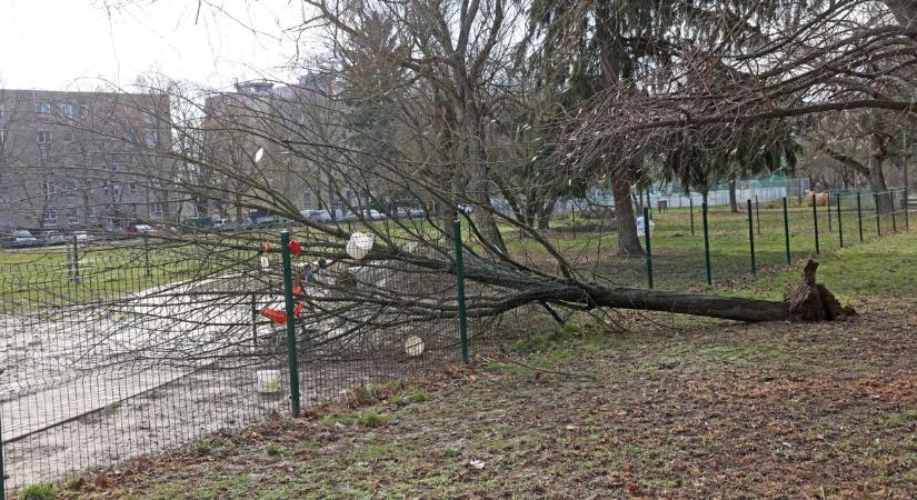 Rádöntött egy fát a kaposvári kutyafuttató kerítésére a szél