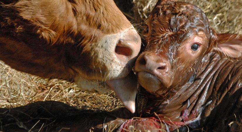 Befagyott itatók, jéghideg talaj: kegyetlen tél várta az újszülött borjakat