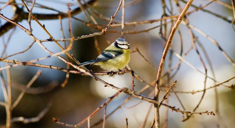 Tél végi „tiltólista”: 9 dolog, amit most ne csinálj a kertben