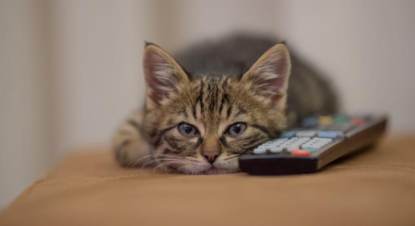 Macskák a vásznon: Mennyire ismered a legendás filmes cicákat?