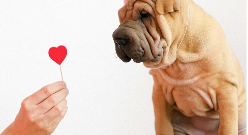 Szingli vagy Valentin-napon? Így élvezd ki te is ezt a napot