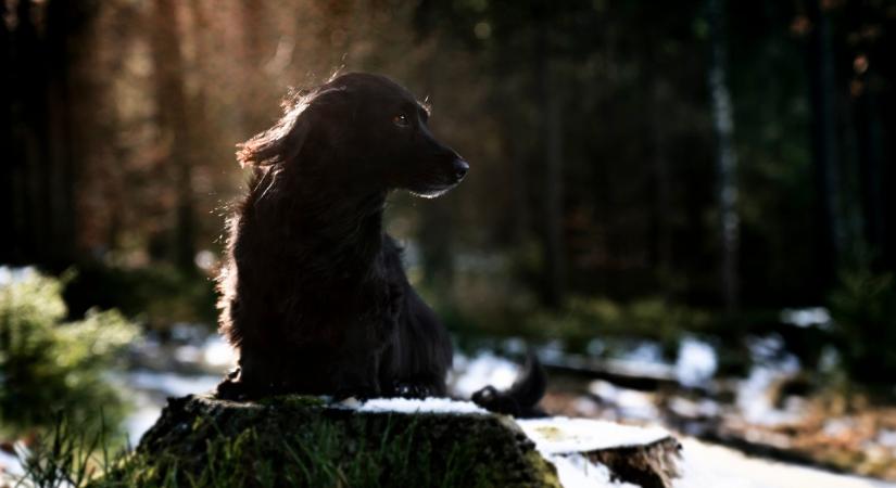 25 kutya éhezett a keszthelyi nőnél