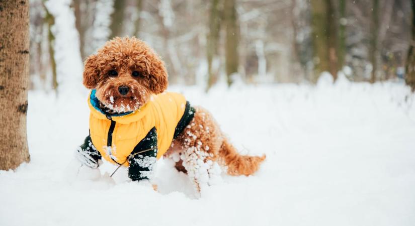 Holnap Szegeden hideg, borult nap várható – jön a hószállingózás?