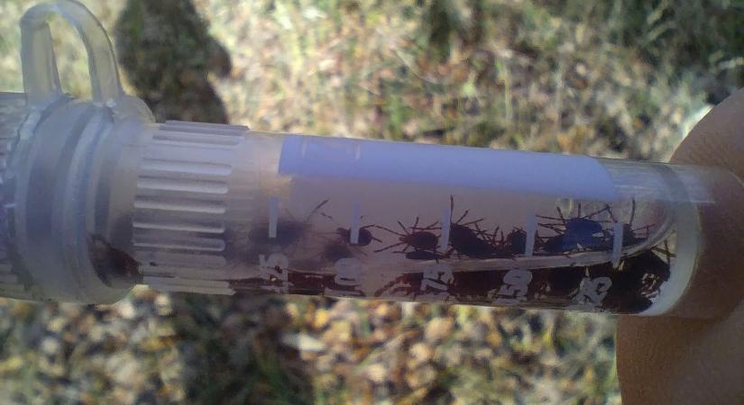 Egyre több az olyan vérszívó, mely akár fagypontnál is támad