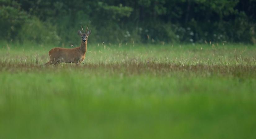 Hatályát vesztette a rendelet: mi lesz most a vadkárszakértőkkel?