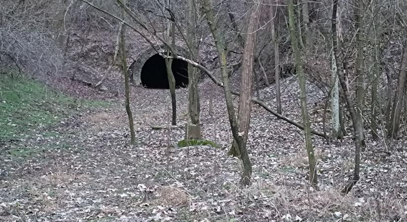 Titkos alagút a fák közt Annavölgynél? Bemerészkedtünk! fotók, videó