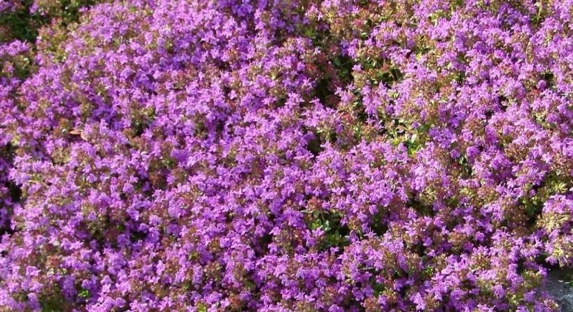 Csodákra képes ez a természetes módszer – fillérekből elkészítheti az év gyógynövényéből