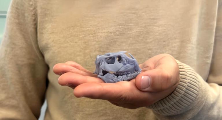 Felfedezték a világ egyik legkisebb, legcukibb dinoszauruszfaját