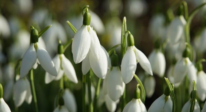 A tél utolsó sóhaja – ahol hóvirág borítja az erdőt