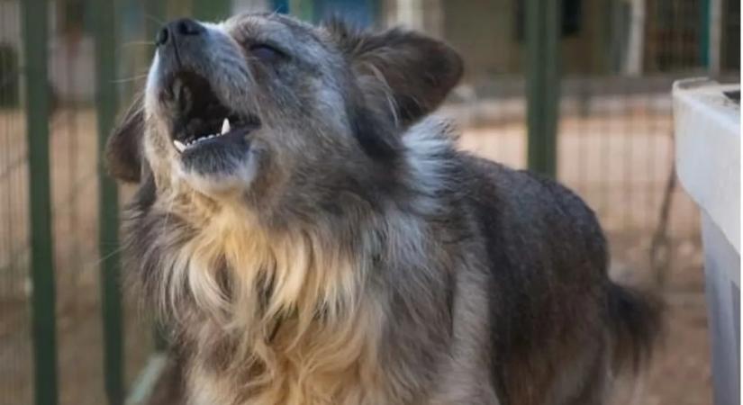 Elege lett a szomszédnak? A kutyaugatás komoly pénzbírsággal járhat