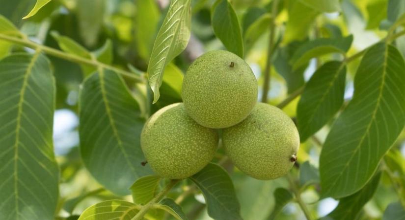 Termékvisszahívás egy étrend-kiegészítőnél, amelyet a BioTechUSA által üzemeltetett weboldalon is forgalmaztak