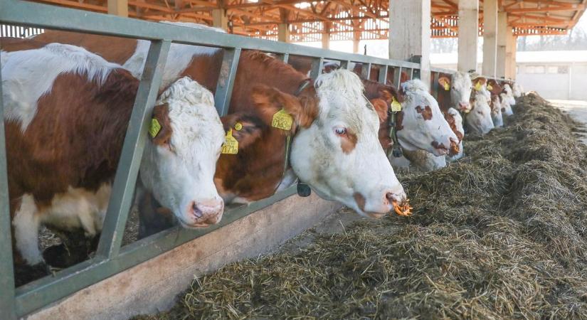 Drámai fordulat a magyar tejpiacon – megdőlt minden eddigi árrekord!