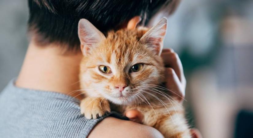 Egy cica bújt el a koalák közt – csak a sasszeműek szúrják ki