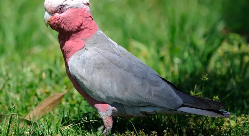 Daganatos kakadu életét mentették meg a Vadmadárkórházban