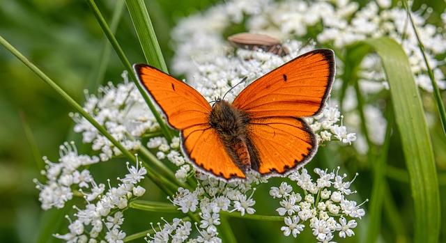 Az év lepkéje 2026-ban a nagy tűzlepke