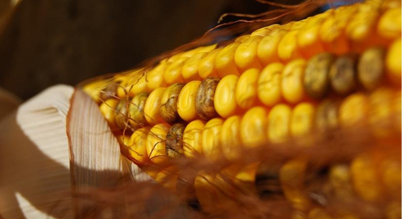 Toxinbiztos teljesítmény a RAGT kukoricákkal
