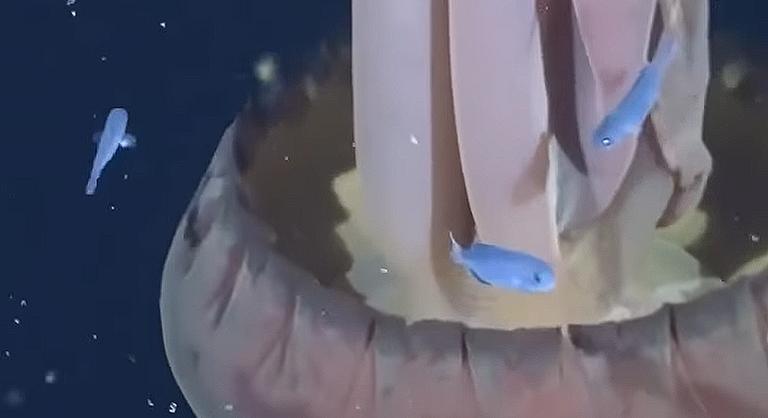 Lencsevégre kapták a világ egyik legnagyobb medúzáját