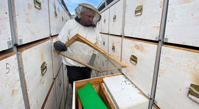 Drámai pusztulás a kaptárakban, kétségbeestek a méhészek – fotók, videó