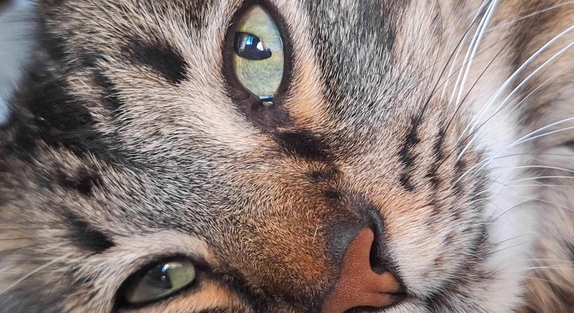 Aggasztó fogyás a macskádnál – ekkora súlyvesztésnél szükséges vizsgálat az állatorvos szerint