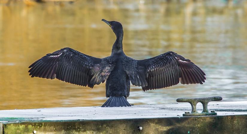 Sebesült kormorán kopogtatott csőrével a klinika ajtaján