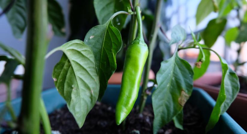 Nincs kerted? 10 tippünk is van, hogy mi terem meg könnyedén balkonládában!