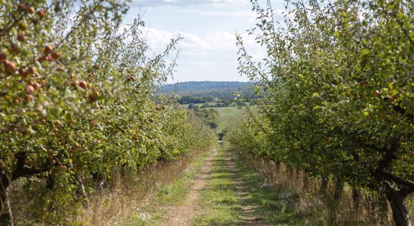 Ha betartják a szabályokat, akkor nincs gond az almával!