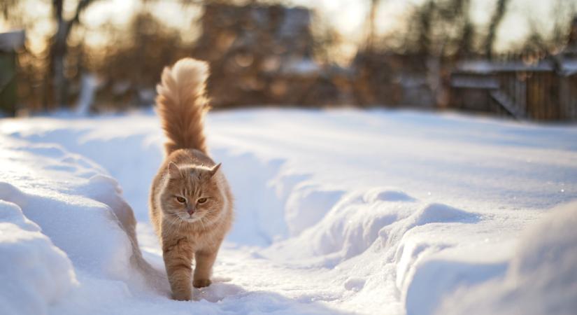 Kemény havazással, ónos esővel tér vissza Magyarországra az igazi tél: ez fájni fog!